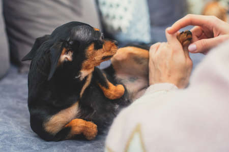 Process of cutting dog claw nails of a small breed dog with a nail clipper tool, close up view of a dog's paw, trimming pet dog nails manicureの写真素材