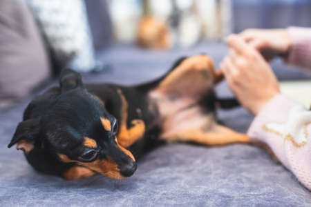 Process of cutting dog claw nails of a small breed dog with a nail clipper tool, close up view of a dog's paw, trimming pet dog nails manicureの写真素材