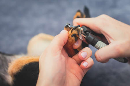 Process of cutting dog claw nails of a small breed dog with a nail clipper tool, close up view of a dog's paw, trimming pet dog nails manicureの写真素材