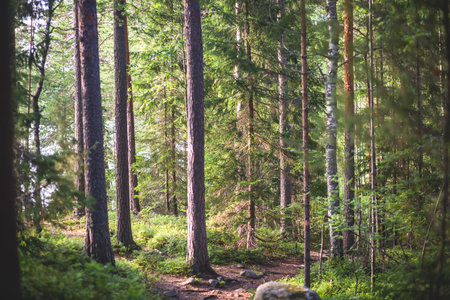 Repovesi National Park, summer view, summer landscape view of a Finnish park, southern Finland,...