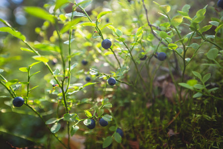 Process of collecting and picking berries in the forest of northern Sweden, Lapland, Norrbotten, near Norway border, girl picking cranberry, lingonberry, cloudberry, blueberry, bilberryの写真素材