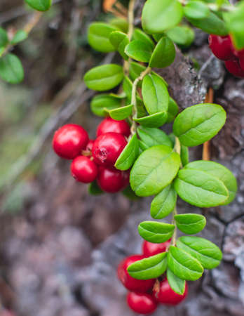 Process of collecting and picking berries in the forest of northern Sweden, Lapland, Norrbotten, near Norway border, girl picking cranberry, lingonberry, cloudberry, blueberry, bilberryの写真素材