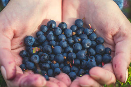 Process of collecting and picking berries in the forest of northern Sweden, Lapland, Norrbotten,...