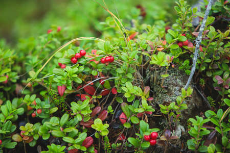 Process of collecting and picking berries in the forest of northern Sweden, Lapland, Norrbotten, near Norway border, girl picking cranberry, lingonberry, cloudberry, blueberry, bilberryの写真素材