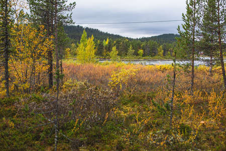 Swedish autumn fall landscape, Kurravaara in Norrbotten county, Kiruna Municipality, Northern Swedenの写真素材