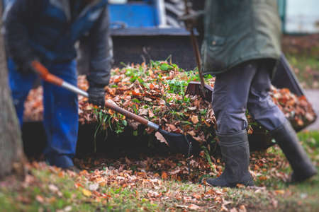 Removing fallen autumn leaves in the park, process of raking and cleaning the area from yellow...