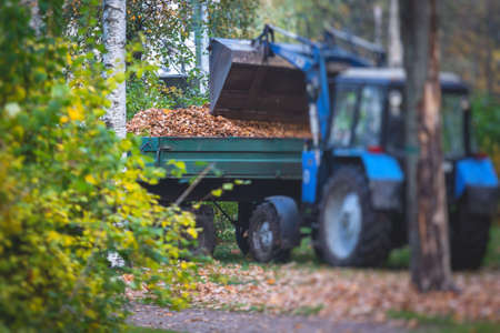 Removing fallen autumn leaves in the park, process of raking and cleaning the area from yellow...