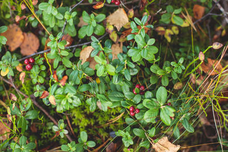 Process of collecting and picking berries in the forest of northern Sweden, Lapland, Norrbotten,...