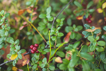 Process of collecting and picking berries in the forest of northern Sweden, Lapland, Norrbotten, near Norway border, picking cranberry, lingonberry, cloudberry, blueberry, bilberry and othersの写真素材