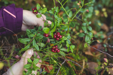Process of collecting and picking berries in the forest of northern Sweden, Lapland, Norrbotten, near Norway border, picking cranberry, lingonberry, cloudberry, blueberry, bilberry and othersの写真素材
