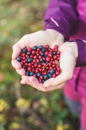 Process of collecting and picking berries in the forest of northern Sweden, Lapland, Norrbotten, near Norway border, picking cranberry, lingonberry, cloudberry, blueberry, bilberry and othersの写真素材