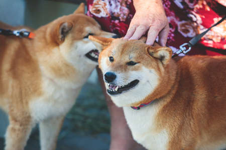Shiba inu Japanese dog, beautiful portrait of two red grown adult siba inu dog puppy portrait, two dogs playing and sniffing each otherの写真素材