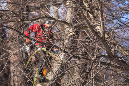 Arborist tree surgeon cutting tree branches with chainsaw, lumberjack woodcutter in uniform climbing...