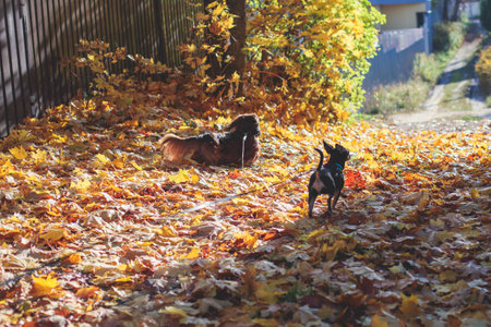 Process of walking with two dogs in a countryside park, joy of having multiple dogs, girl playing with dachshund and toy terrier, in an autumn fall sunny day with fallen leaves, happy pet dog ownerの写真素材