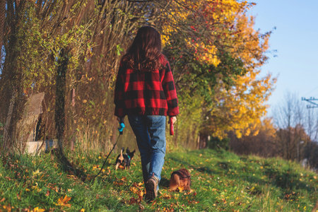 Process of walking with two dogs in a countryside park, joy of having multiple dogs, girl playing with dachshund and toy terrier, in an autumn fall sunny day with fallen leaves, happy pet dog ownerの写真素材