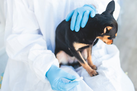 Veterinarian specialist holding a small black dog and applying drops at the withers, medicine from parasites, ticks, worms and fleas, young dog vet treatment, dog treated with parasite remedyの写真素材