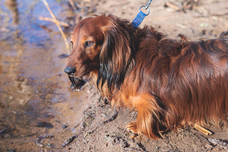 Dachshund dog, beautiful portrait of a red long-haired adult dachshund dog walk playing outside in a sunny dayの写真素材
