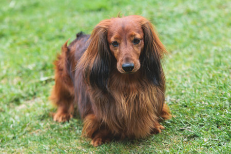 Dachshund dog, beautiful portrait of a red long-haired adult dachshund dog walk playing outside in a sunny dayの写真素材
