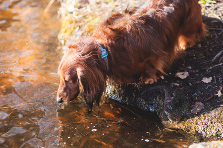Dachshund dog, beautiful portrait of a red long-haired adult dachshund dog walk playing outside in a sunny dayの写真素材