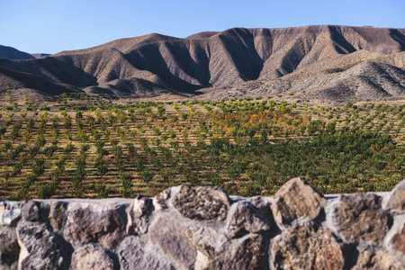 Almond trees plantation growing in mountains, almond tree grove in a summer dayの写真素材
