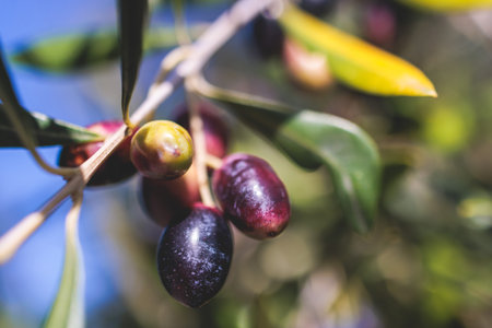 Olives growing on olive tree grove, close up macro view, branch of ripe dark and green olives fruits in a summer sunny day, Ionian sea islands, Corfu, Greeceの写真素材