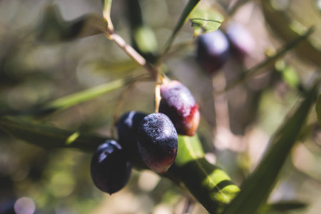 Olives growing on olive tree grove, close up macro view, branch of ripe dark and green olives fruits...