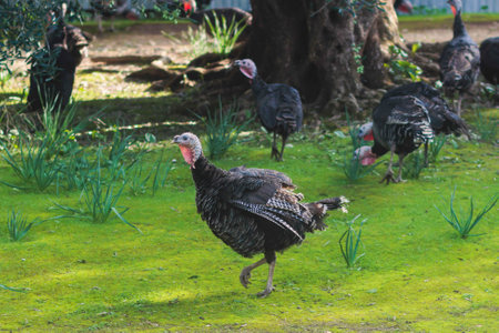 View of bronze and black turkey flock on a farm, brood turkeys on chicken coop, large turkey feed...