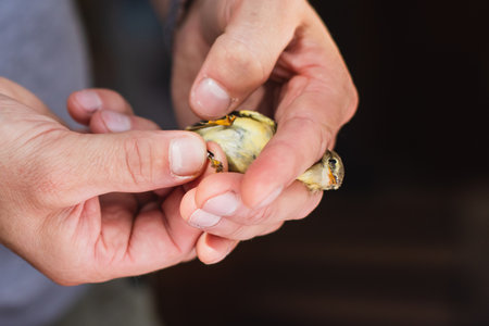 Process of bird banding, small bird ringing at Ornithological station, Curonian Spit, Kaliningrad Oblast, Russia. Ornithologist holding a small bird in hands, marking with small iron ringの写真素材