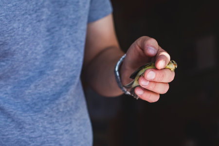 Process of bird banding, small bird ringing at Ornithological station, Curonian Spit, Kaliningrad...