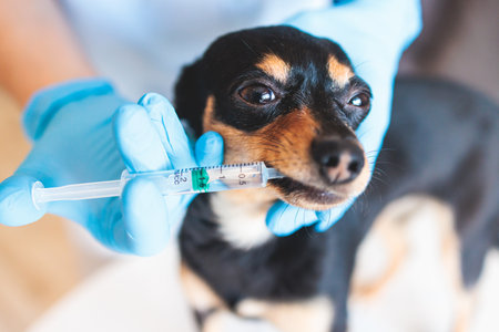 Process of giving a medicine injection to a small breed dog with a syringe, Veterinarian vet specialist in medical rubber gloves holding small dog giving drug remedy during treatmentの写真素材