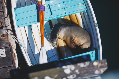 View of a sea lion seal sleeping in the boat in Santa Barbara marina, California, USAの写真素材