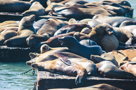 View of Pier 39 with seals and sea lions on wooden platforms in Fisherman's Wharf of San Francisco bay, California, USAの写真素材