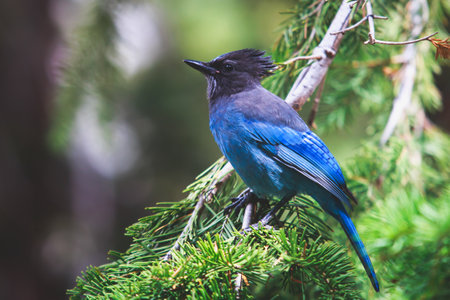 Portrait view of Steller's Jay blue bird (Cyanocitta stelleri) sitting on a branch, spotted in...
