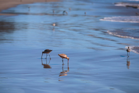 Group of sandpipers walking along the water's edge and searching for food, Santa-Barbara beach, California, focus on first marine bird, United Statesの写真素材