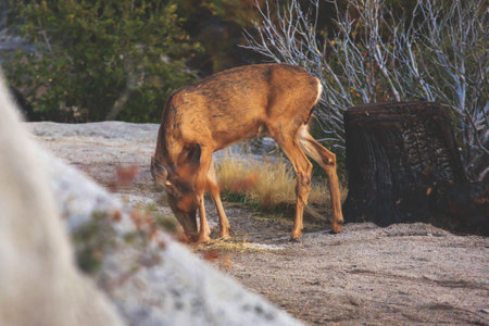 Close up view of young black-tailed deer, Yosemite National Park, California, USAの写真素材