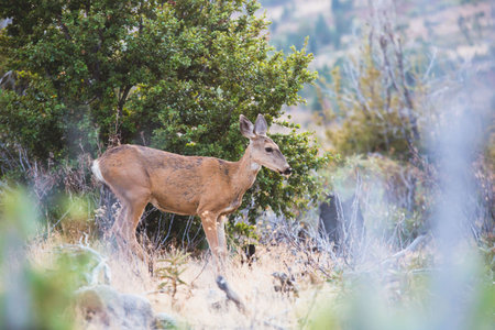 Close up view of young black-tailed deer, Yosemite National Park, California, USAの写真素材