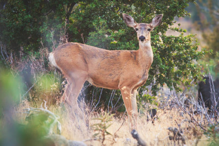 Close up view of young black-tailed deer, Yosemite National Park, California, USA