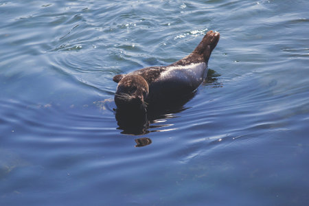 View of a sea lion seal in Santa Barbara marina, California, USAの写真素材
