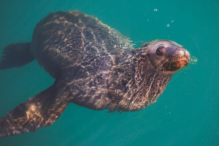 View of a sea lion seal in Santa Barbara marina, California, USAの写真素材