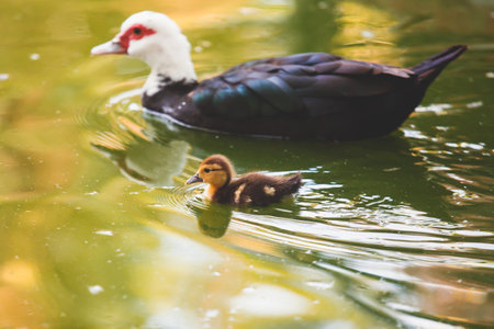 View of baby duckling with mother duck floating in a pond, vibrant image, concept of mother and sonの写真素材