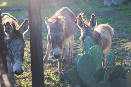 Portrait of a Donkey on a farm, a herd drove group of beautiful adult and baby Donkeys pasturing and eating hay in a countryside of Corfu island, Kerkyra, Greece, Ionian sea, a summer sunny dayの写真素材