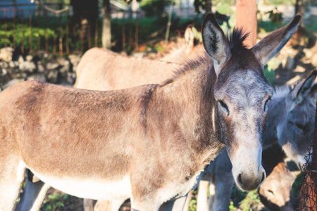Portrait of a Donkey on a farm, a herd drove group of beautiful adult and baby Donkeys pasturing and eating hay in a countryside of Corfu island, Kerkyra, Greece, Ionian sea, a summer sunny dayの写真素材