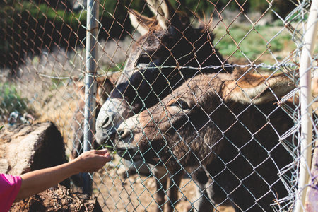 Portrait of a Donkey on a farm, a herd drove group of beautiful adult and baby Donkeys pasturing and...