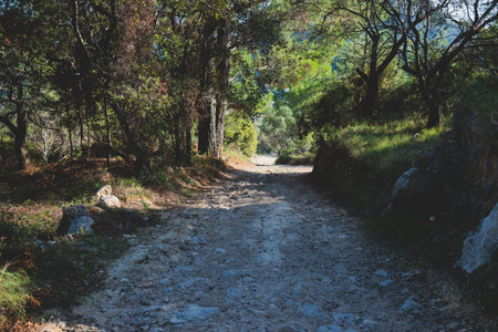View of hiking trail from Paleokastritsa to Lakones, Old Donkey path, Corfu, Kerkyra, Greece, Ionian sea islands, with olive grove forest and mountains, in summer sunny day, trekking on Corfuの写真素材
