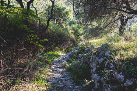 View of hiking trail from Paleokastritsa to Lakones, Old Donkey path, Corfu, Kerkyra, Greece, Ionian sea islands, with olive grove forest and mountains, in summer sunny day, trekking on Corfuの写真素材