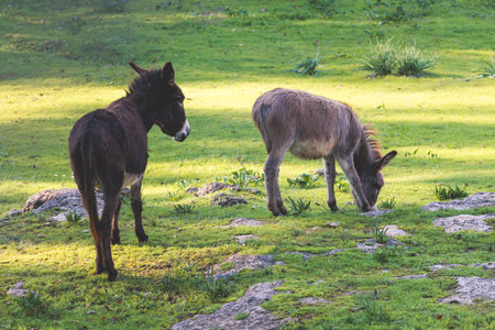 Portrait of a Donkey on a farm, a herd drove group of beautiful adult and baby Donkeys pasturing and eating hay in a countryside of Corfu island, Kerkyra, Greece, Ionian sea, a summer sunny dayの写真素材