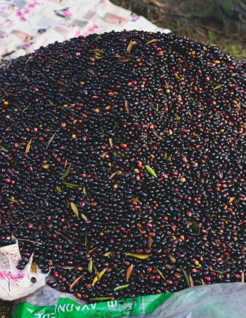 Process of harvesting collecting olives, pile bunch of fresh harvested olives collected on net, close up macro view, dark and green kalamata olive fruits in a sunny dayの写真素材