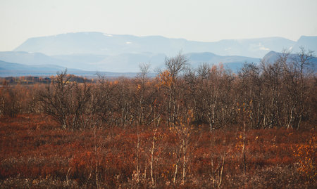 Beautiful vibrant fall autumn landscape of national park near border of Finland, Sweden and Norway, with mountains, camping place, road and forestの写真素材