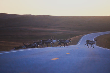 Herd of caribou reindeers pasturing and crossing the road near Nordkapp, Finnmark County, Norwayの写真素材