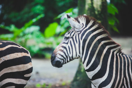 A close-up potrait of zebra with natural background